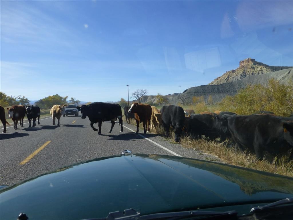 Cows in road